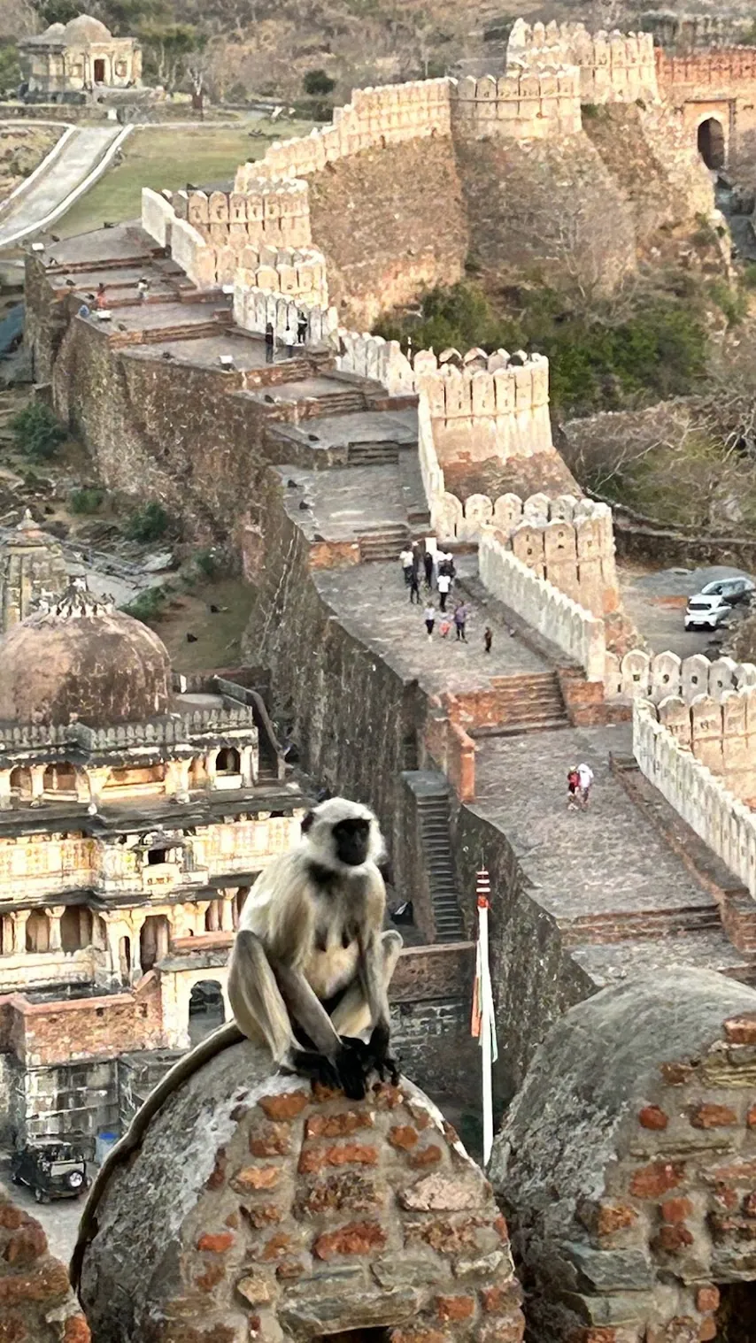 A langur perched on the ramparts of Kumbhalgarh Fort